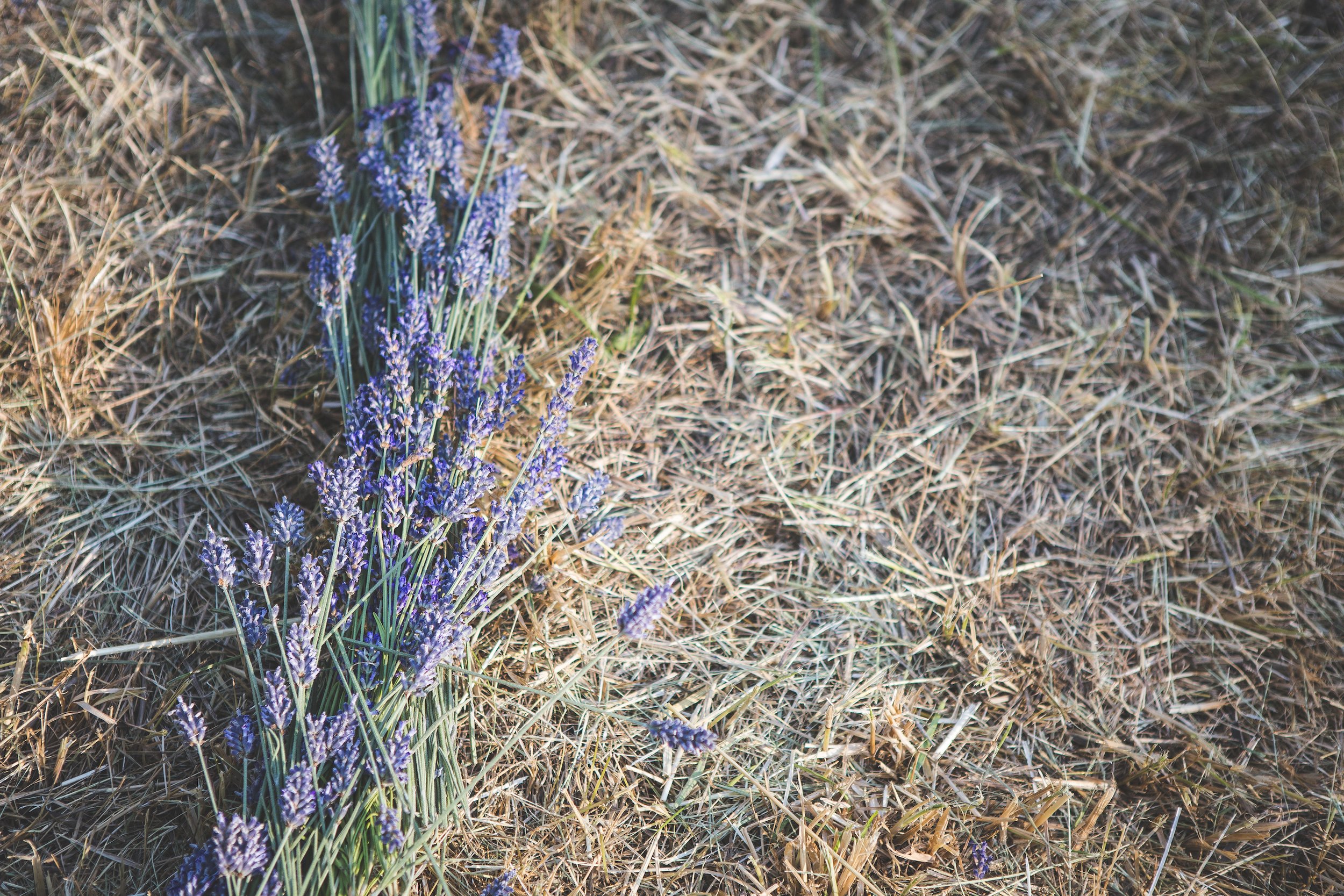 73137014-9D02-4499-B623-F8CD90B36EC7.jpeg